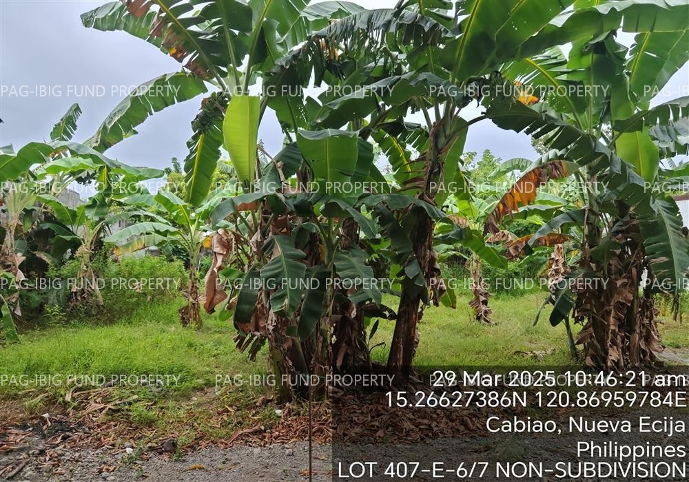 Image for Lot 407-E-7 / 407-E- Non-Subdivision San Fernando Sur, Cabiao, Nueva Ecija, 3107